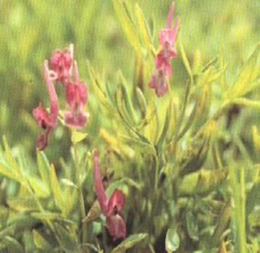 Corydalis Yanhusuo  Extract